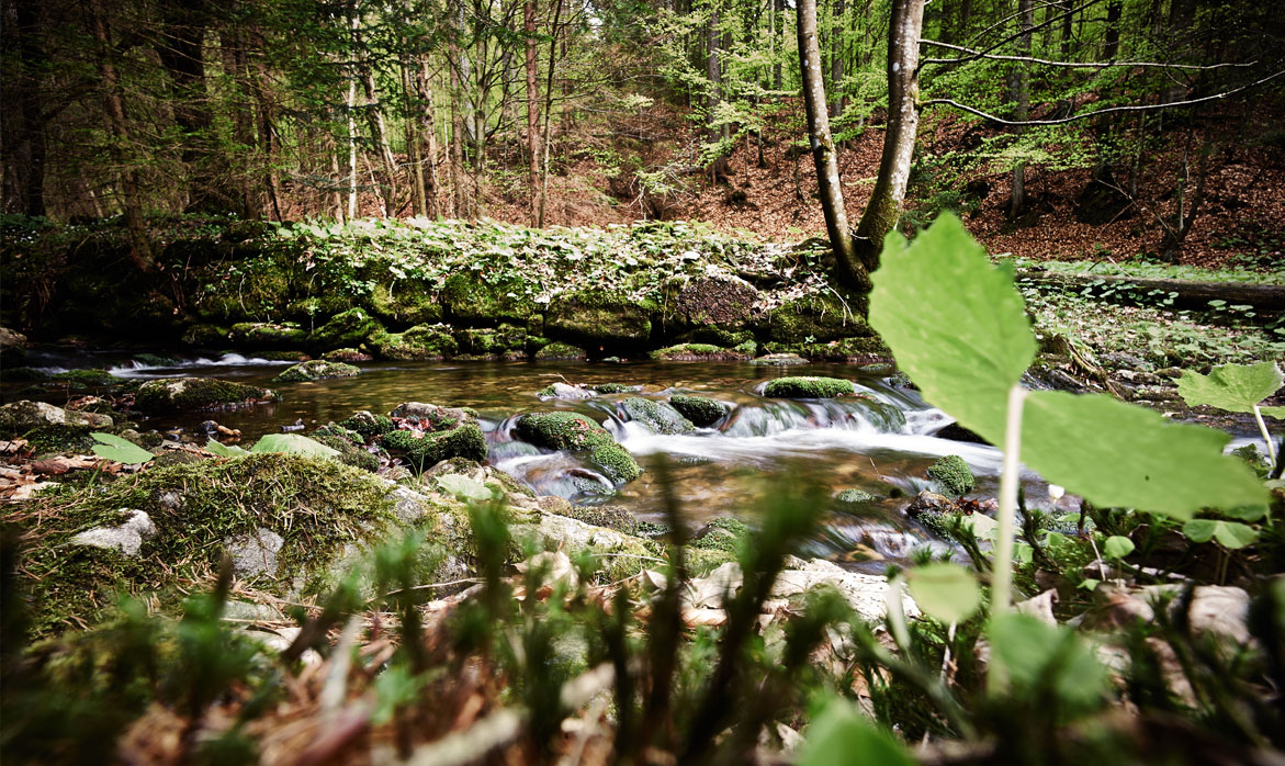 Ferienregion Nationalpark im Frühling Ferienregion Nationalpark im Frühling