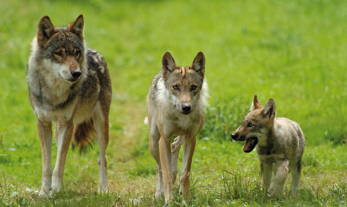 Wolfsrudel Wolfsrudel