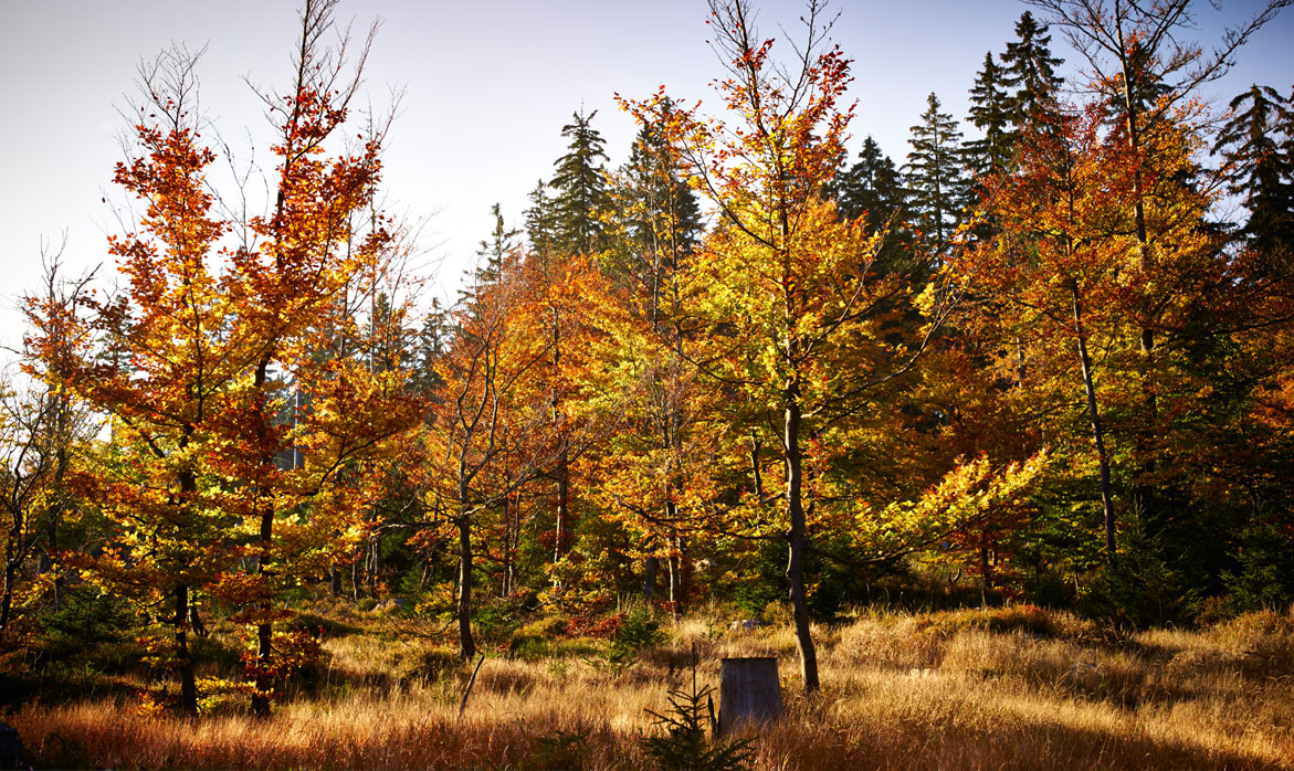 Golden Bavarian Forest in autumn Golden Bavarian Forest in autumn