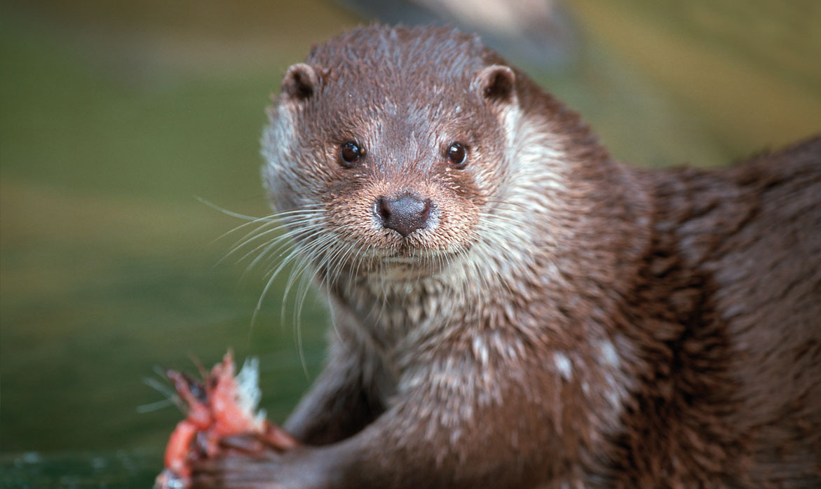 Otter in the Bavarian Forest National Park holiday region Otter in the Bavarian Forest National Park holiday region