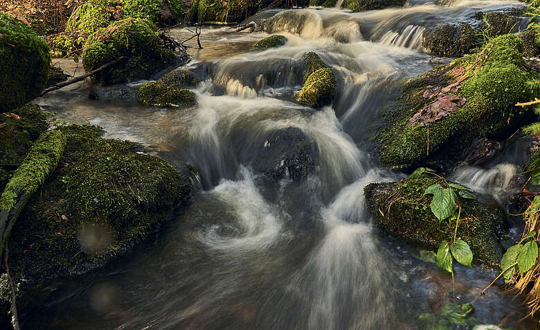 Bavarian Forest National Park holiday region brook