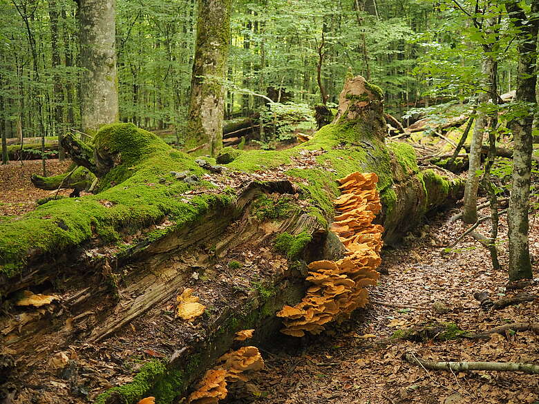 Urwaldgebiet Mittelsteighütte, Foto: Dr. Leibl