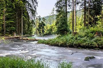 Flusswanderweg am Regen