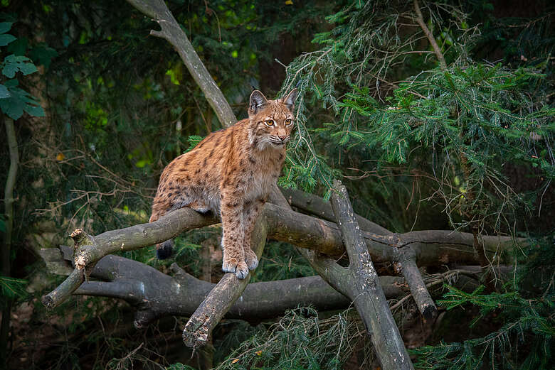 Foto: Luchs Tierfreigelände