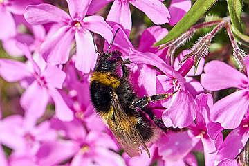 Willst du Gottes Wunder sehen - musst du zu den Bienen gehen...